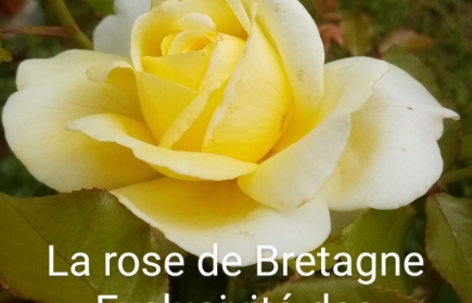 Action "Rose de Bretagne"